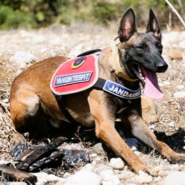Antalya’da Yangın Tespit Köpeği “Hane” Göreve Başladı: Ormanlar İçin Yeni Umut
